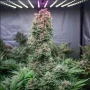 Насіння конопель Glueberry O.G.® від Dutch Passion